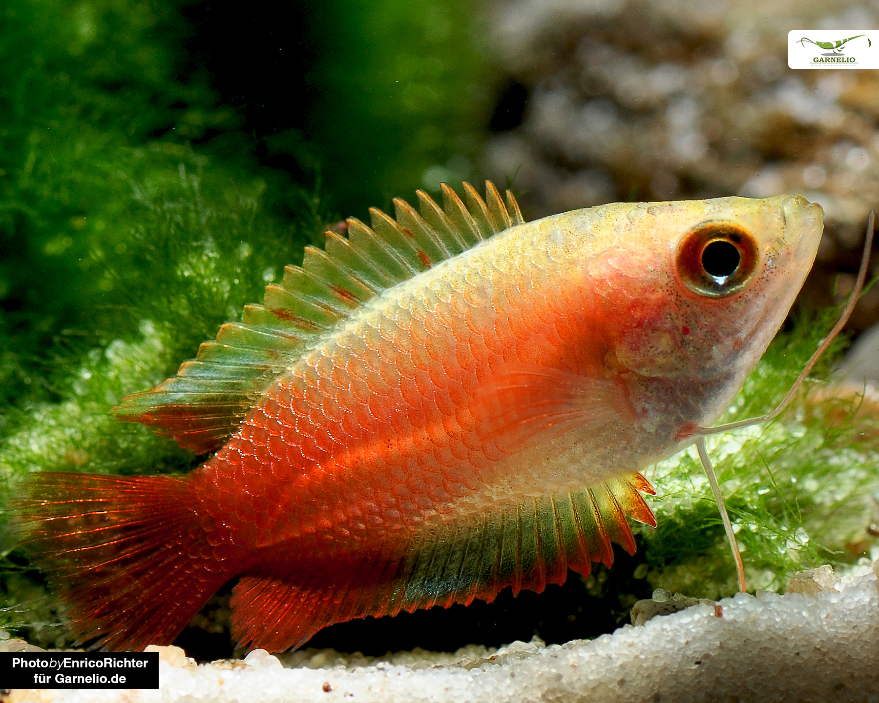 Honey gourami gold