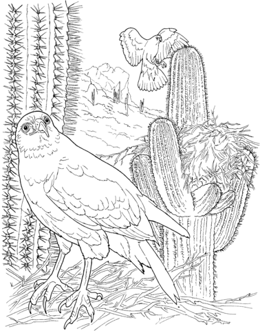 Harriss hawk in saguaro forest coloring page free printable coloring pages