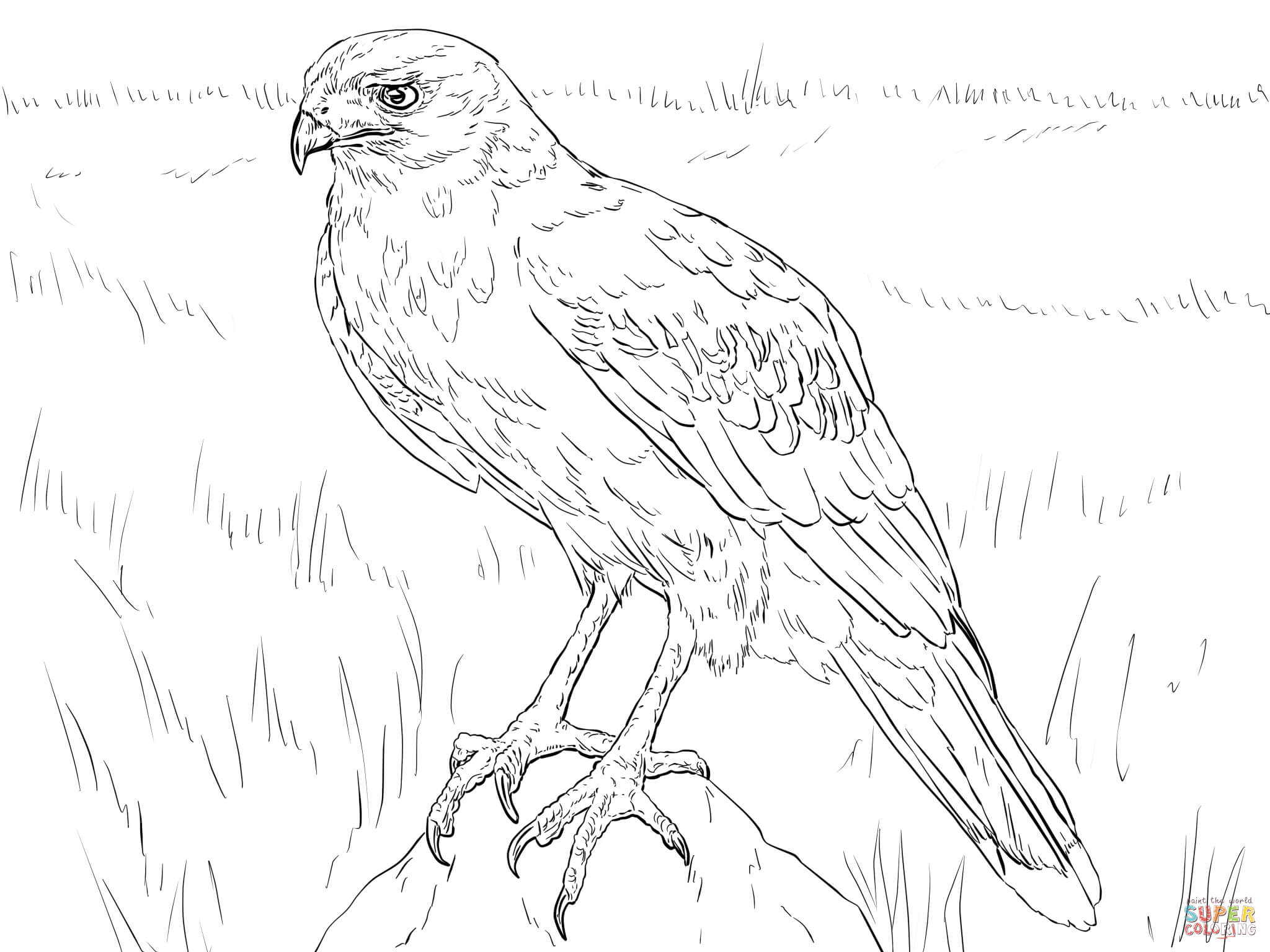 Harris hawk coloring page free printable coloring pages