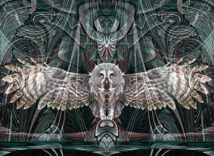 Psychedelic trippy owl pictures owl art print owl pictures owl art