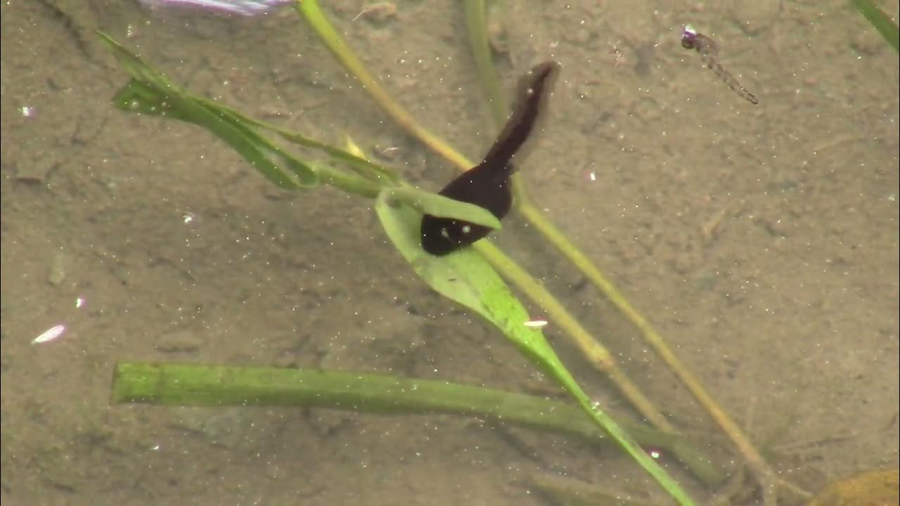 Larve de broascä rãioasä brunä bufo bufo hränindu