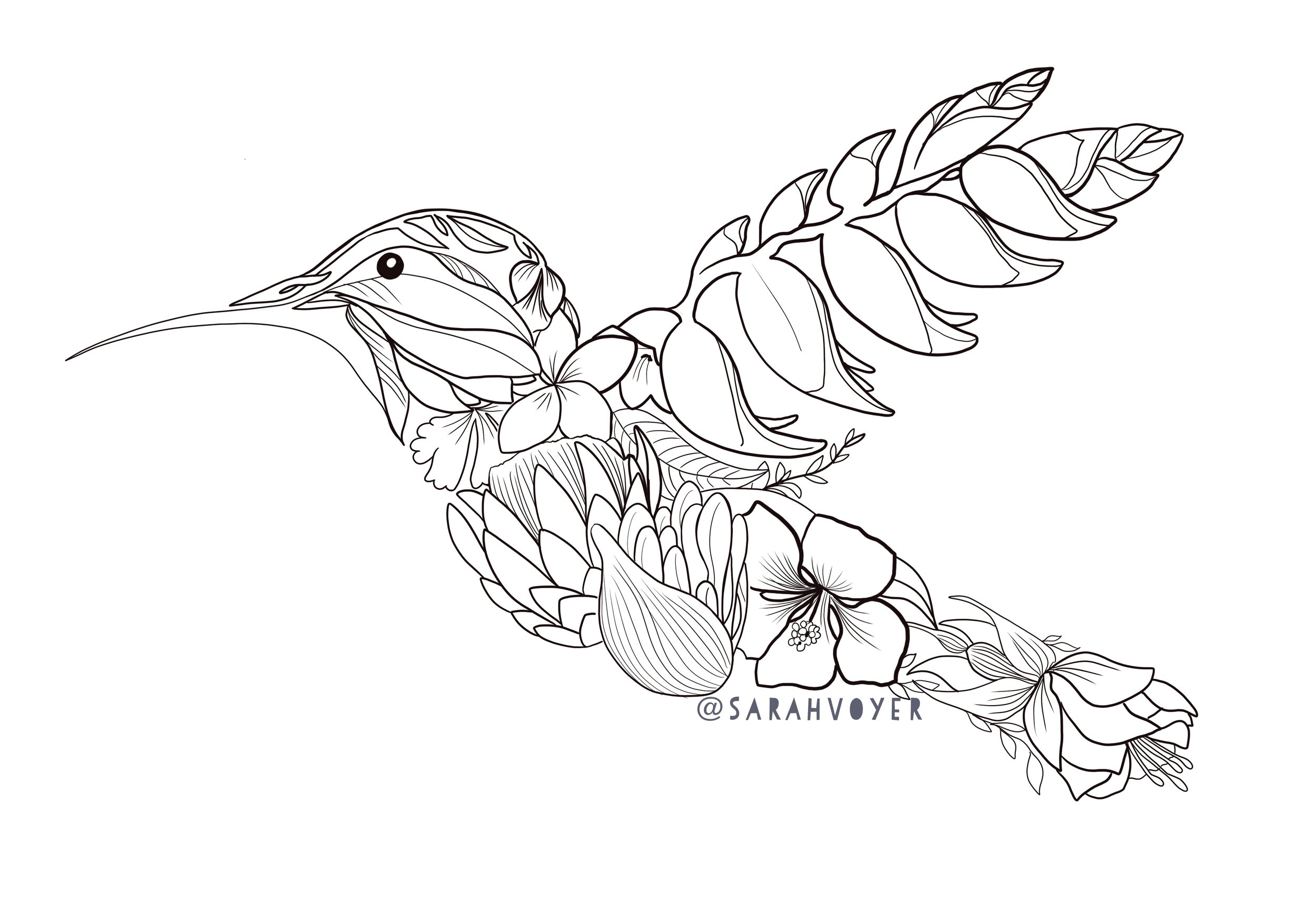 Coloring book tropical hummingbird