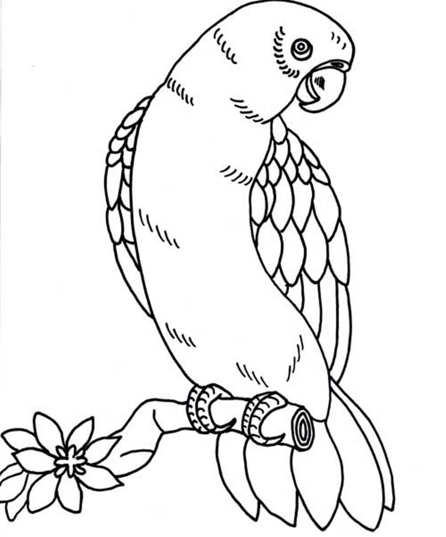 Coloring pages parrot coloring pages