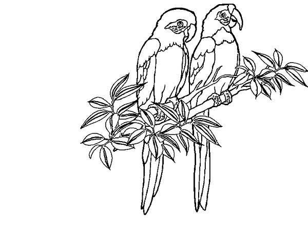 Tropical bird coloring pages page parrot coloring printable