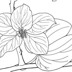 Orchid coloring pages printable for free download