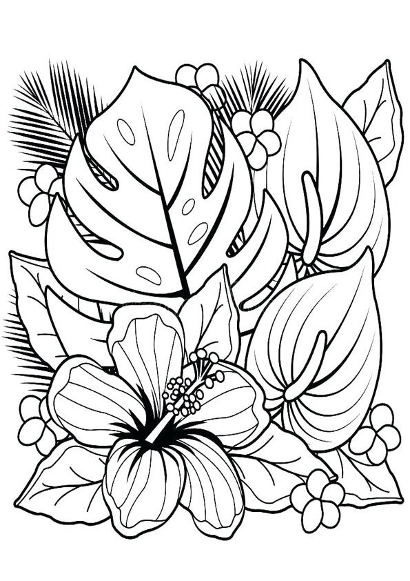 Discover beautiful coloring pages for adults