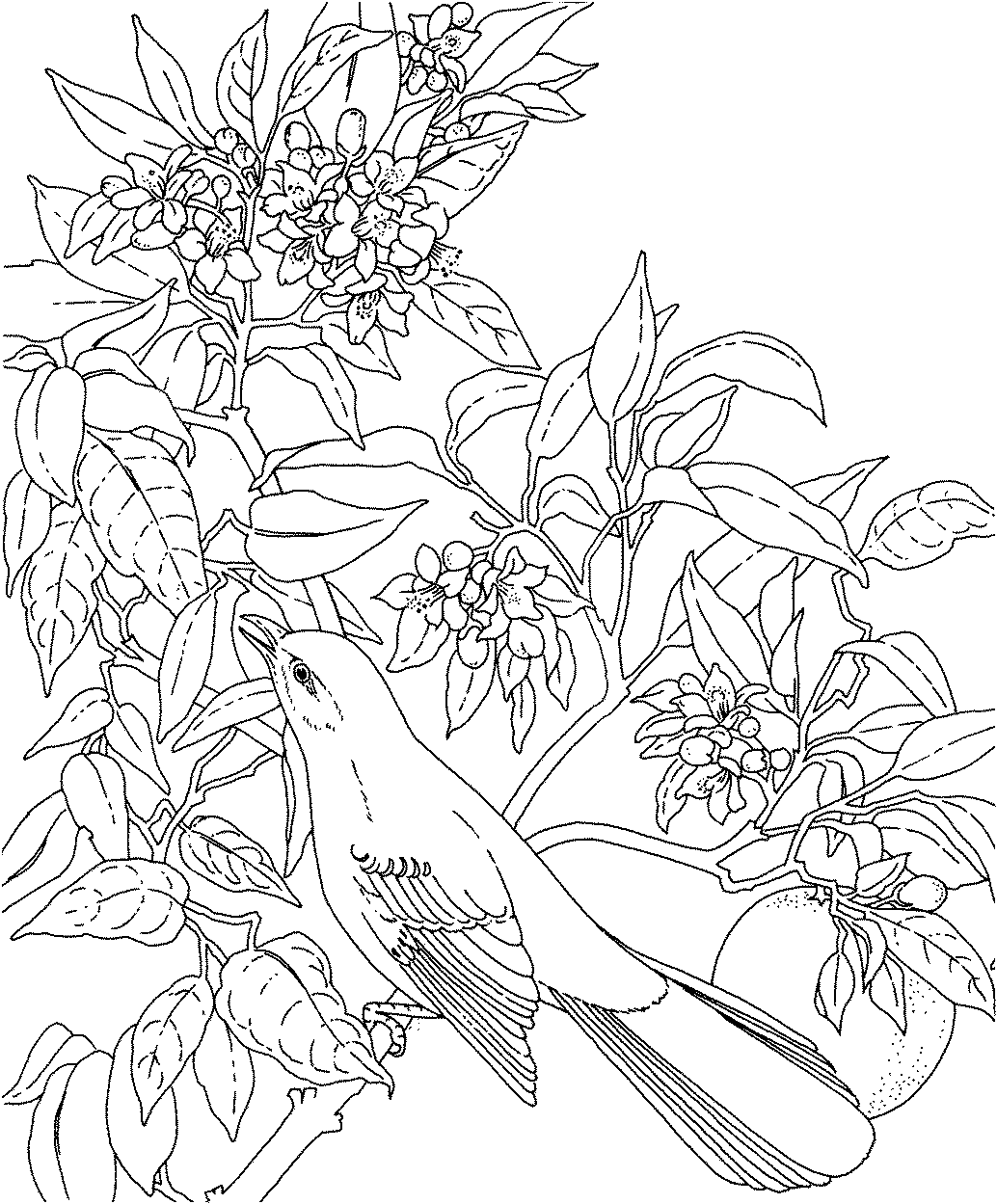 Flower coloring pages for adults