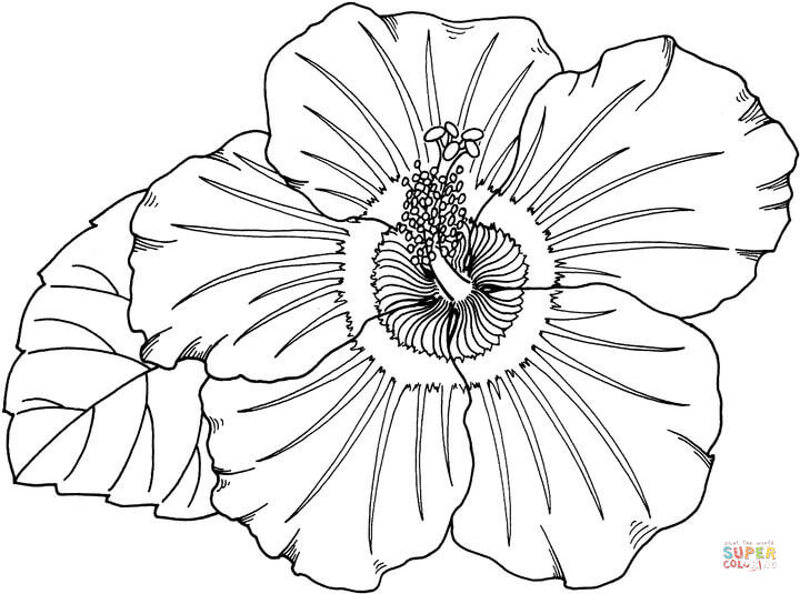 Hibiscus coloring page free printable coloring pages