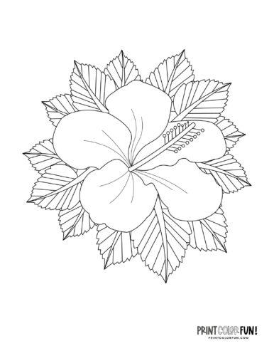 Flower coloring pages clipart to color a whole garden at