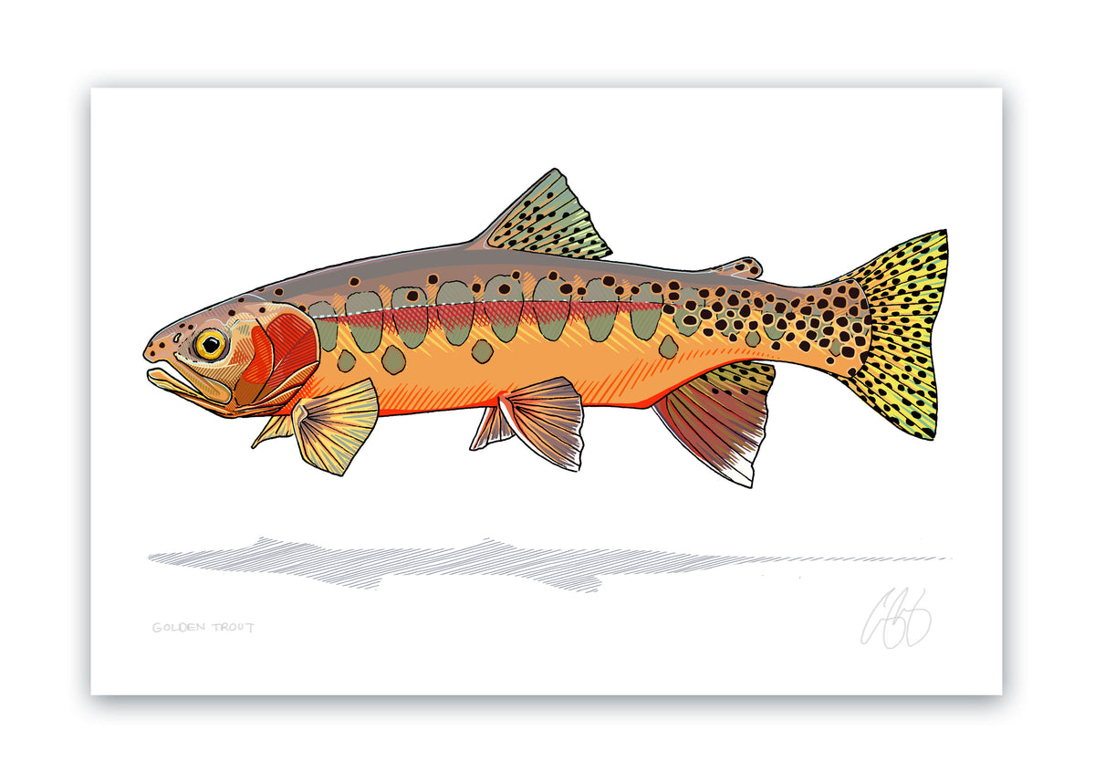 Golden trout printâ casey underwood artwork design