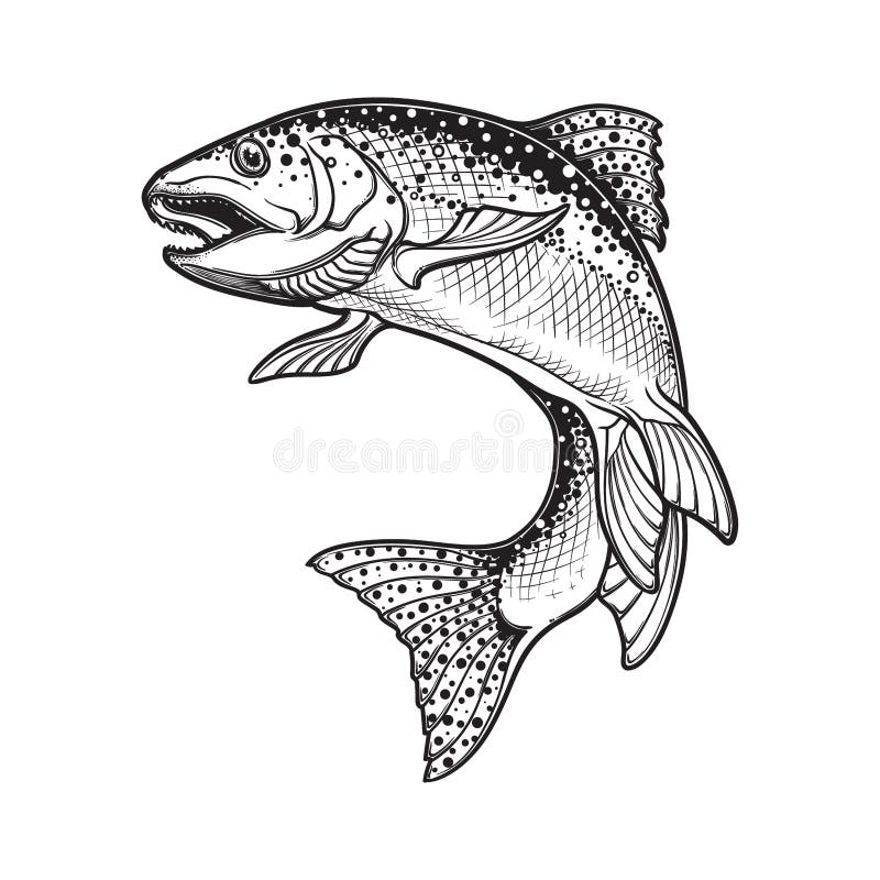 Rainbow trout black and white sketch stock vector