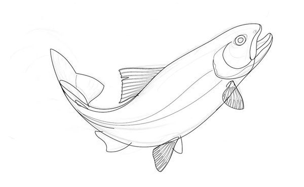 Drawing of a jumping trout on behance fish drawings trout trout art