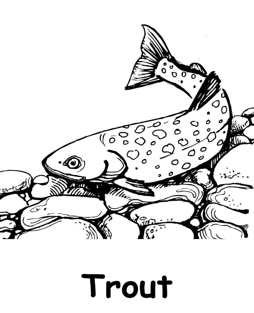 T is for trout