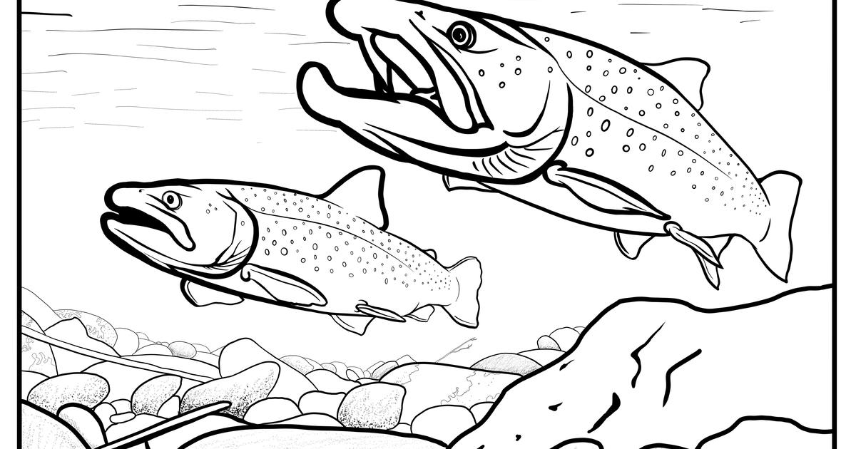 Bull trout coloring contest fish and game