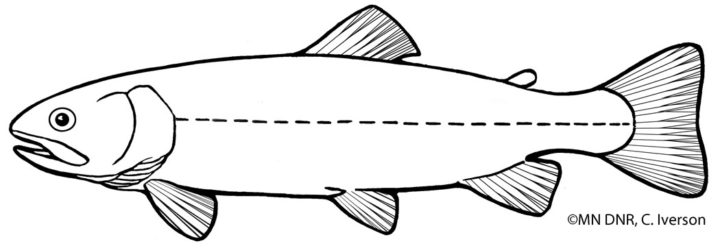 Coloring pages great lakes aquarium