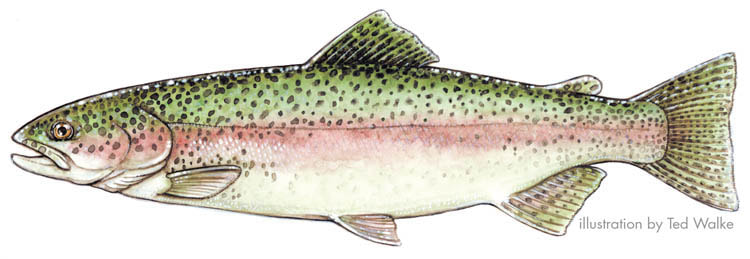 Rainbow trout