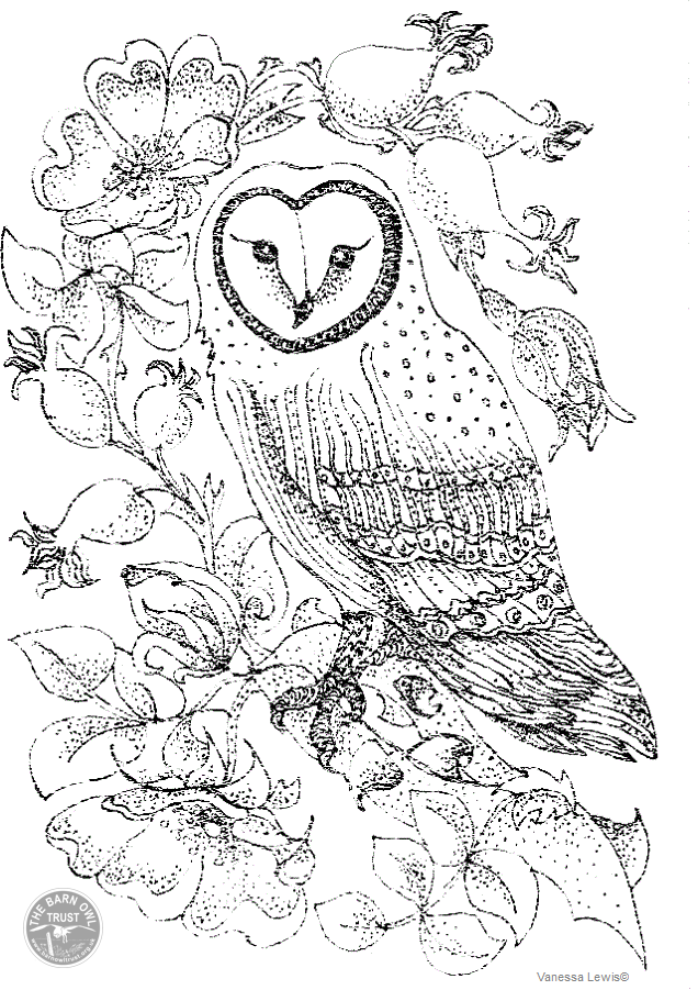 Barn owl and roses colouring page