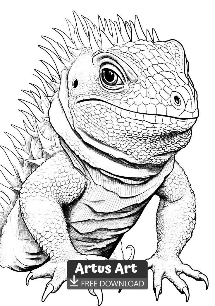 Tuatara coloring page animal coloring pages coloring pages coloring pages for kids