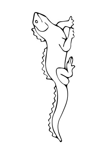 Tuatara coloring page from tuatara category select from printable crafts of cartoons nature animals biâ animals black and white coloring pages tuatara