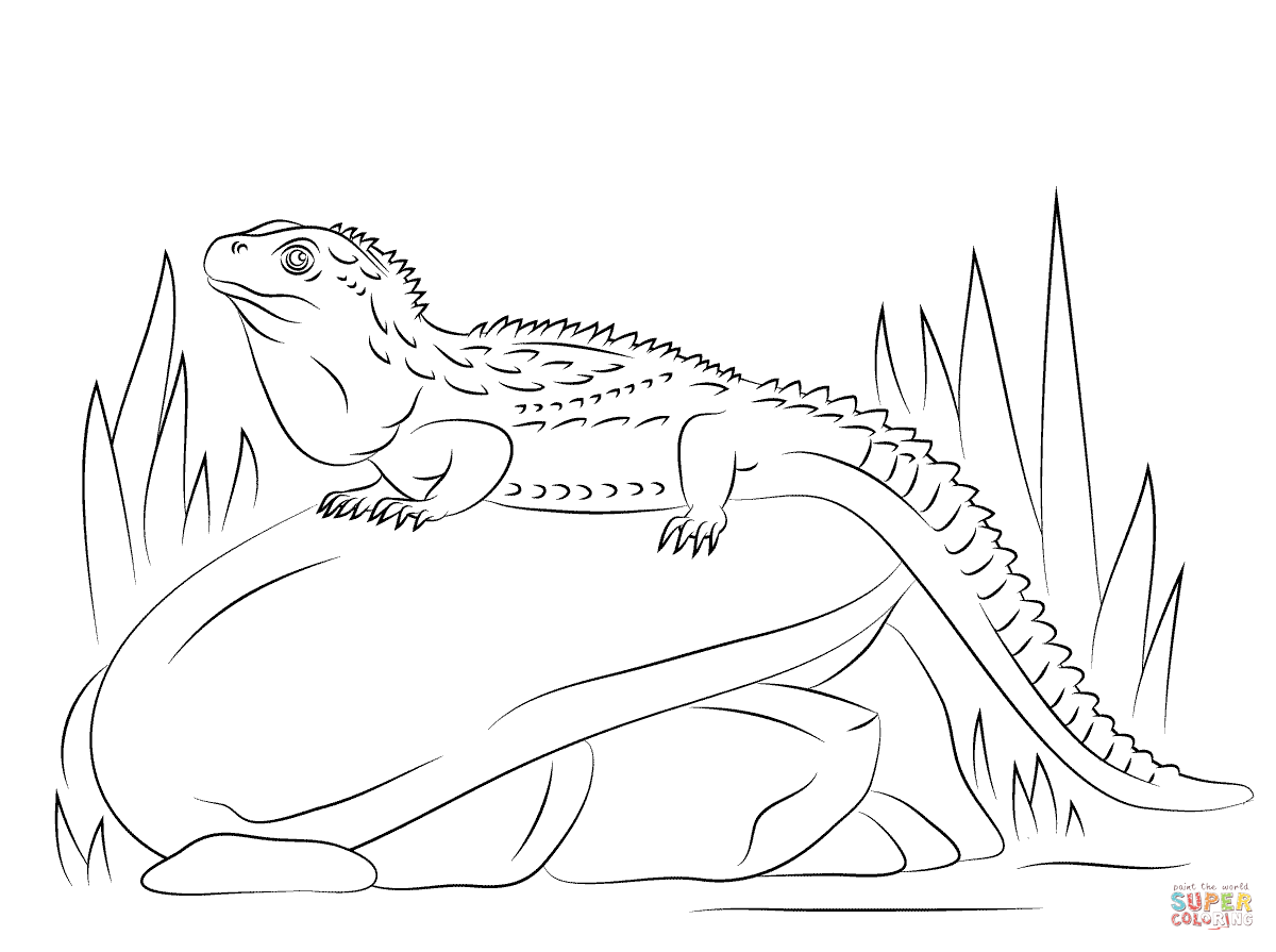 Northern tuatara sitting on stone coloring page free printable coloring pages