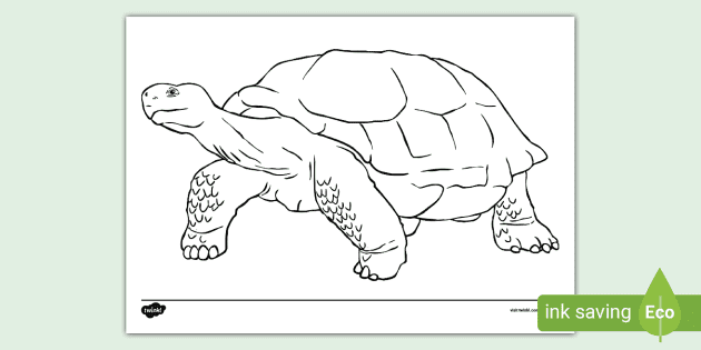 Tortoise louring page teacher made