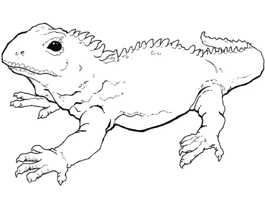 Coloring pages tuatara printable for kids adults free