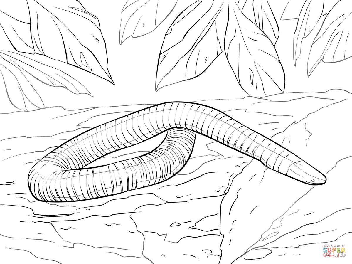 Mexican burrowing caecilian coloring page free printable coloring pages free printable coloring pages coloring pages printable coloring pages