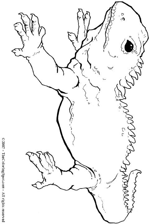 Tuatara coloring page audio stories for kids free coloring pages colouring printables