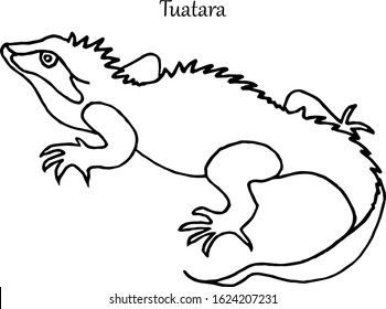 Tuatara images stock photos d objects vectors