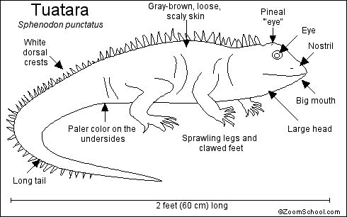 Tuatara printout