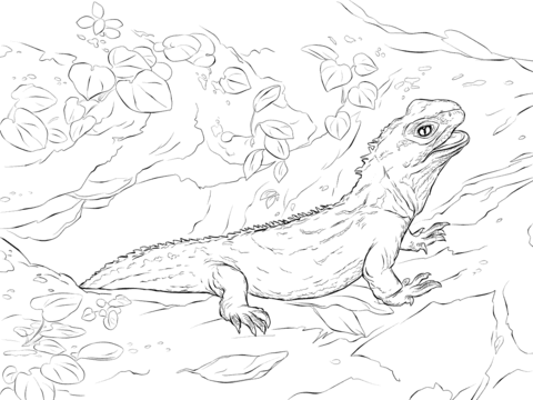 Tuatara coloring pages free coloring pages