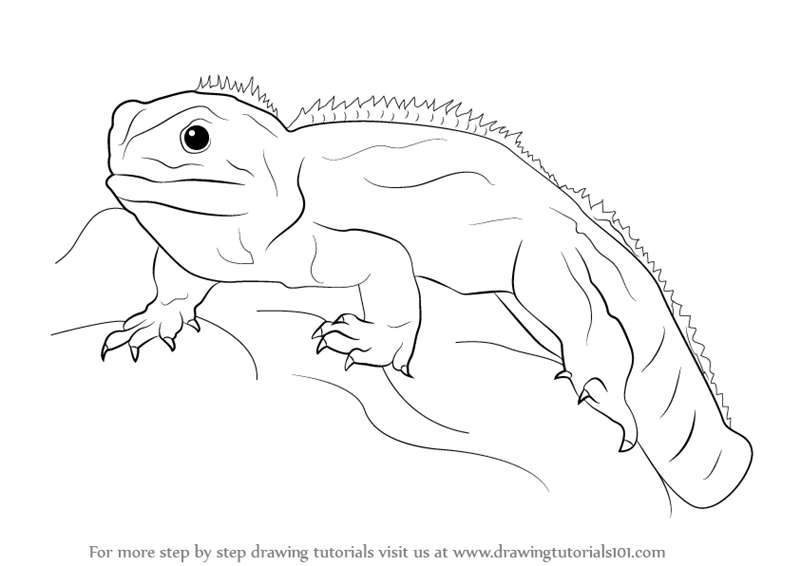 How to draw a tuatara reptiles step by step