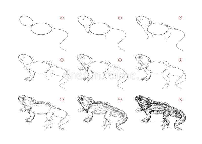 Tuatara lizard stock illustrations â tuatara lizard stock illustrations vectors clipart