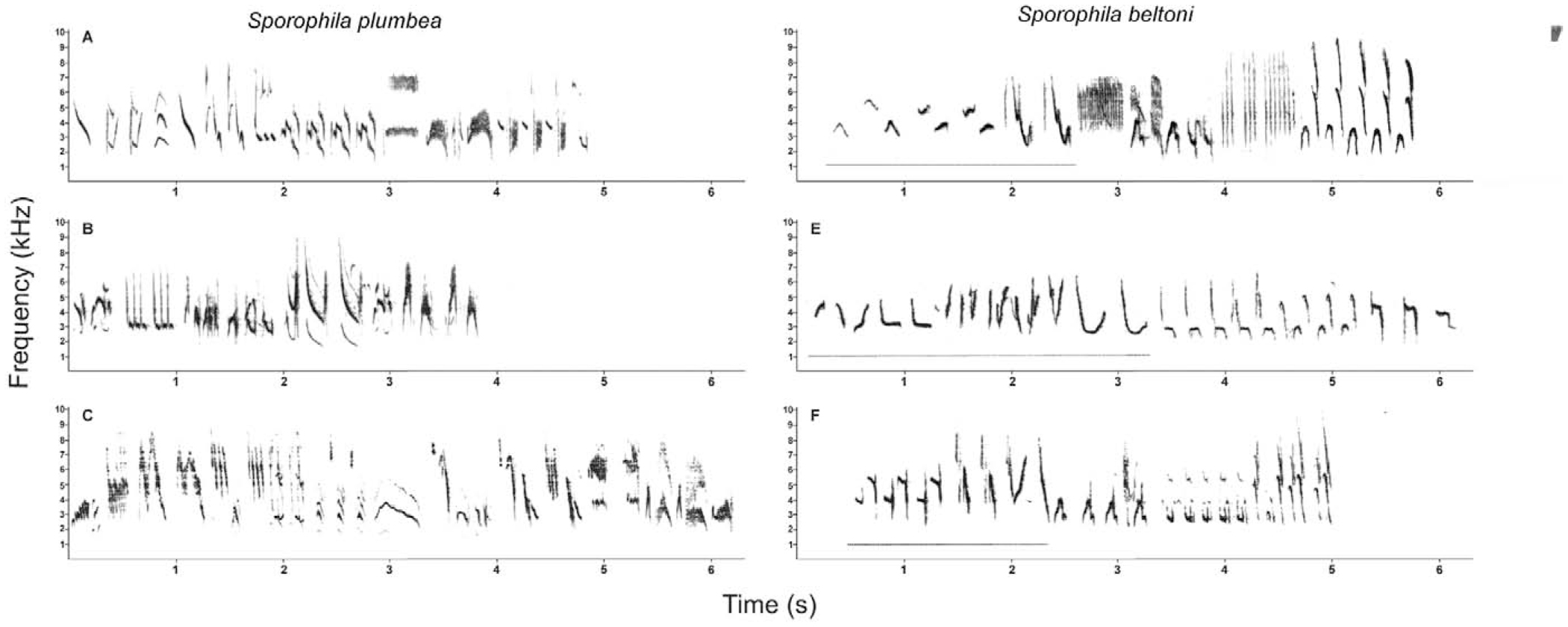 A new species of gray seedeater emberizidae sporophila from upland grasslands of southern brazil