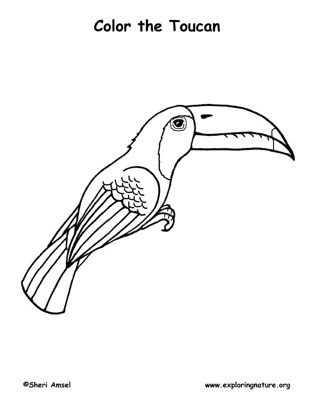 Toucan coloring page