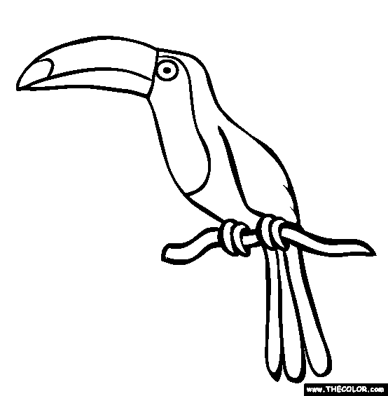 Toucan coloring page free toucan online coloring