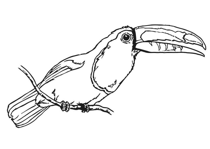 Coloring page bird