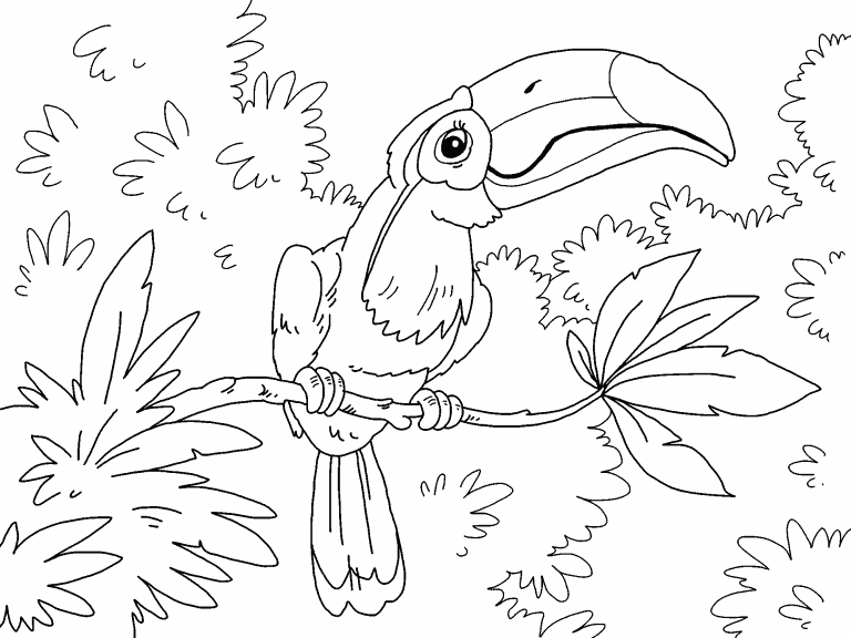 Free coloring page oct toucan