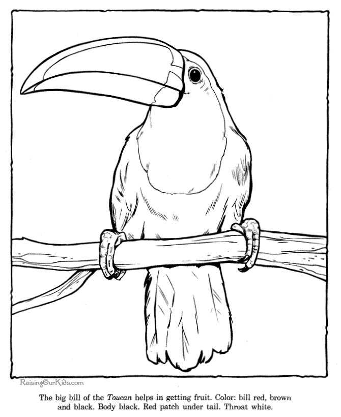 Toucan coloring pages zoo