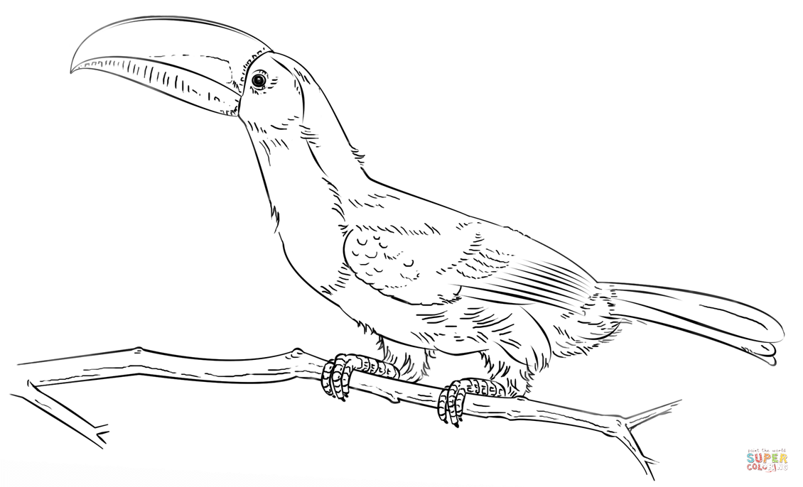 Keel billed toucan on the branch coloring page free printable coloring pages