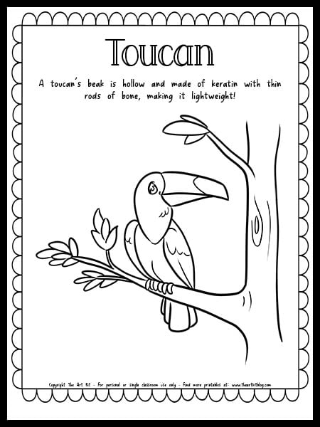 Toucan coloring page with fun fact free printable download â the art kit