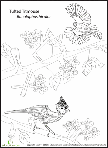 Tufted titmouse bird coloring pages coloring pages animal habitats