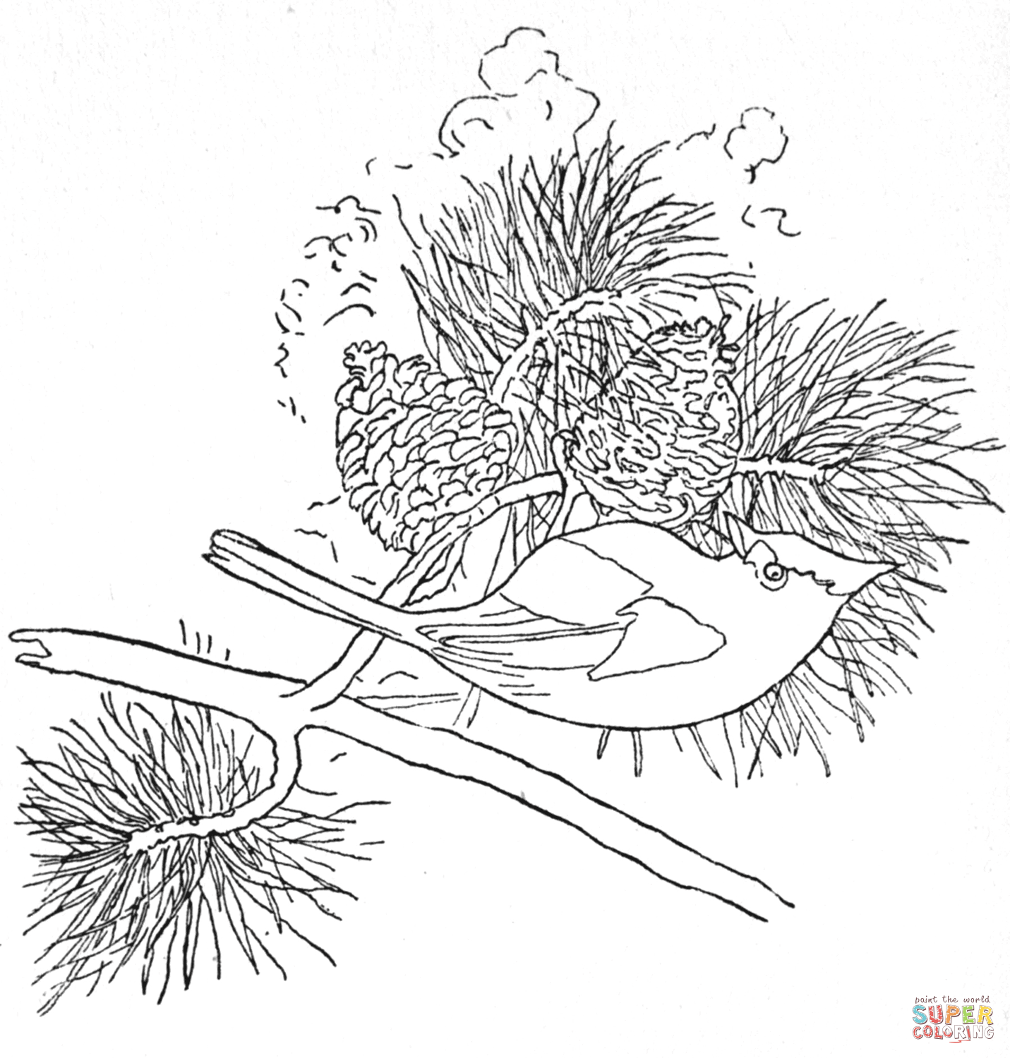 Tufted titmouse coloring page free printable coloring pages