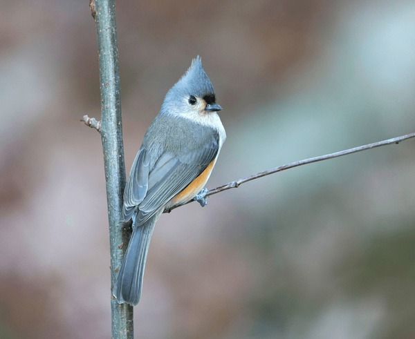 Beautiful tufted titmouse bird royalty