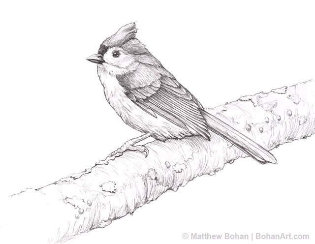 Tufted titmouse pencil sketch p bohan art