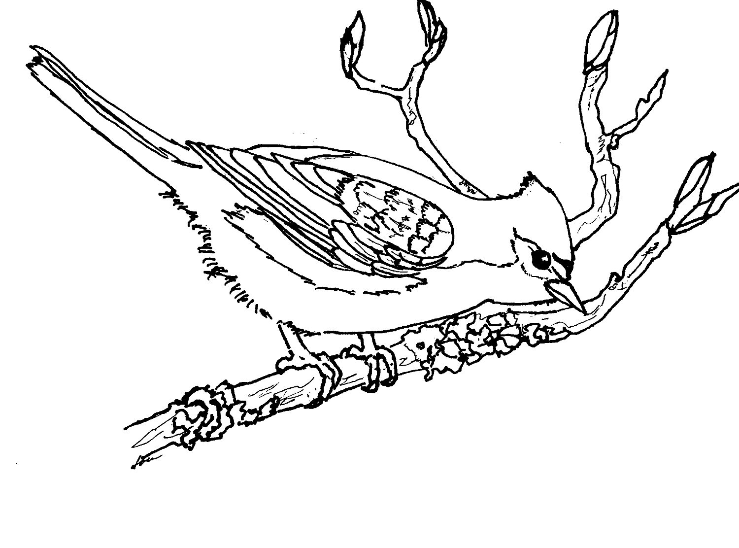 Coloring pages