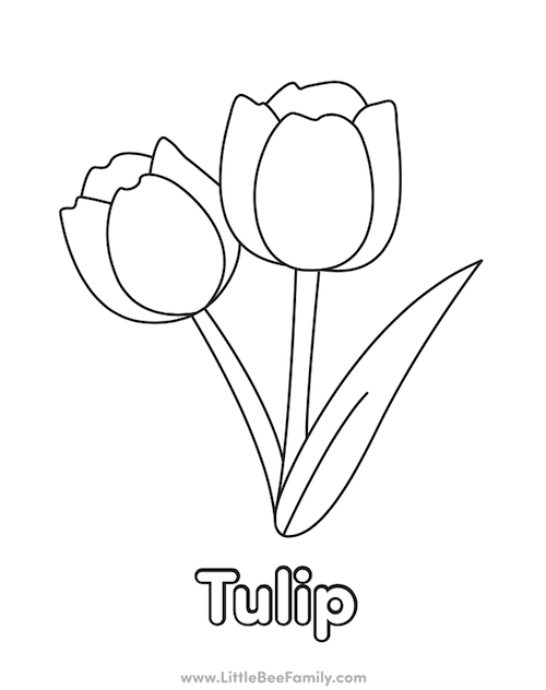 Tulip coloring page