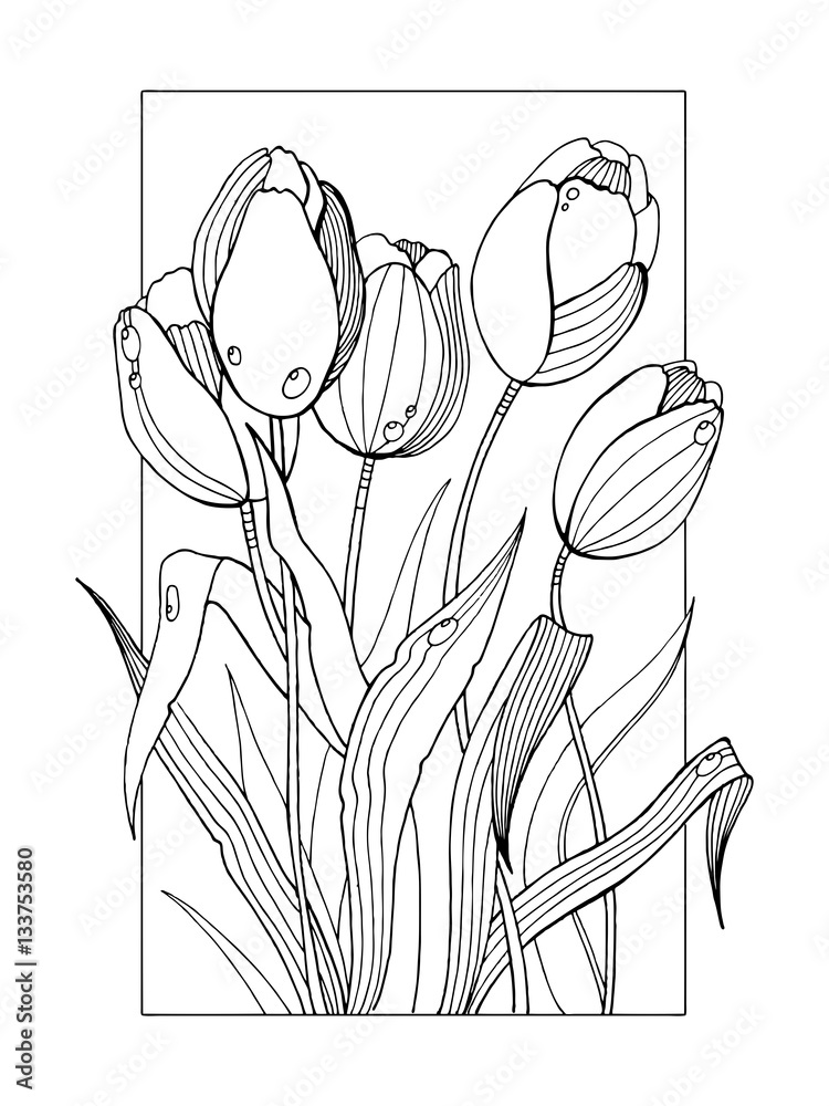 Tulip flowers coloring book vector illustration vector