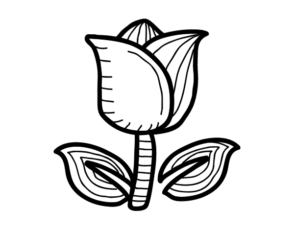 Tulip coloring page