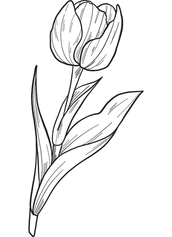 Tulip coloring page free printable coloring pages